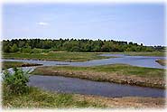 Coastal Wetlands