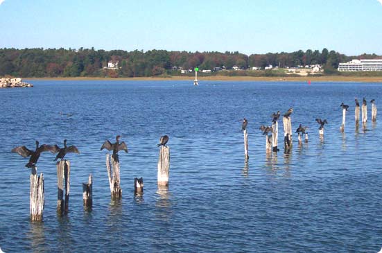 Joining SOS Maine